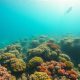 Scuba Diving Adventures in Belize: Your Ultimate Guide