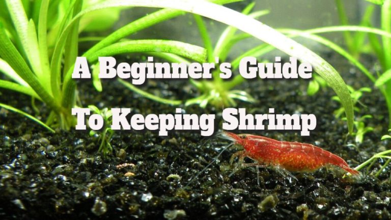 Shrimp Care Guide: Key Tips for New Owners