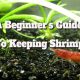 Shrimp Care Guide: Key Tips for New Owners