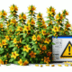 Herbal Interactions with Medications: A UK Overview