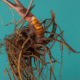 Supplements for Menopause: Natural Ways to Support Yourself