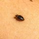 Identification, Treatment, and Prevention of Bed Bug Infestations