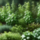 Herbs for Beginners: Easy Options for New Gardeners