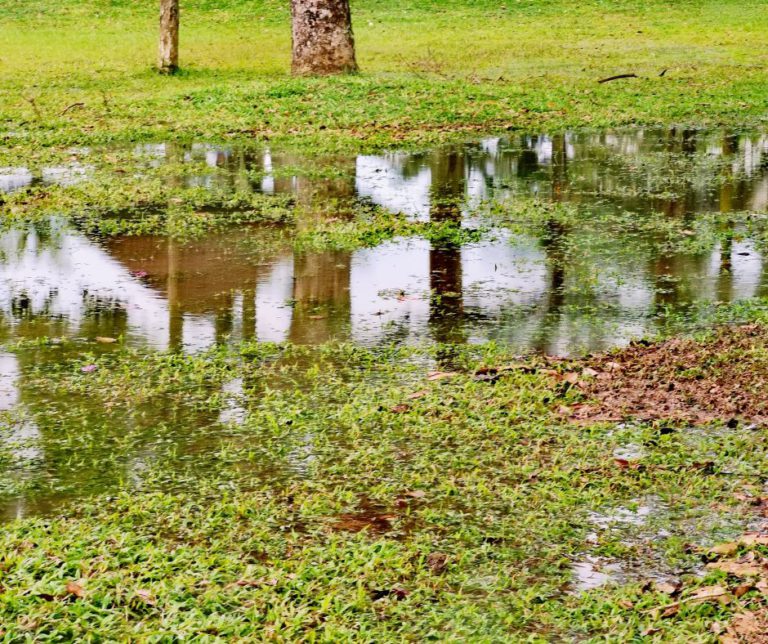 Stormwater Drain Solutions in Wollongong: Understanding Causes