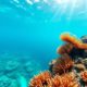 Top Snorkeling Spots and Marine Life at Belize Barrier Reef