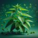 Nettle for Allergies: Australia’s Natural Remedy