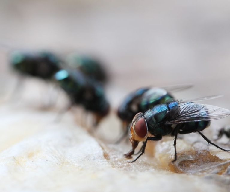 Maggot Extermination Strategies for Sydney Homes