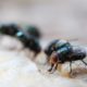 Maggot Extermination Strategies for Sydney Homes