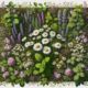 Herbal Remedies Basics: Essential Guide for Australia