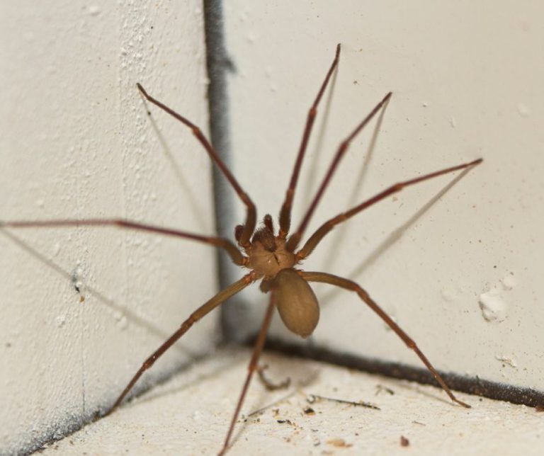 Spider Pest Control: Strategies for Effective Elimination