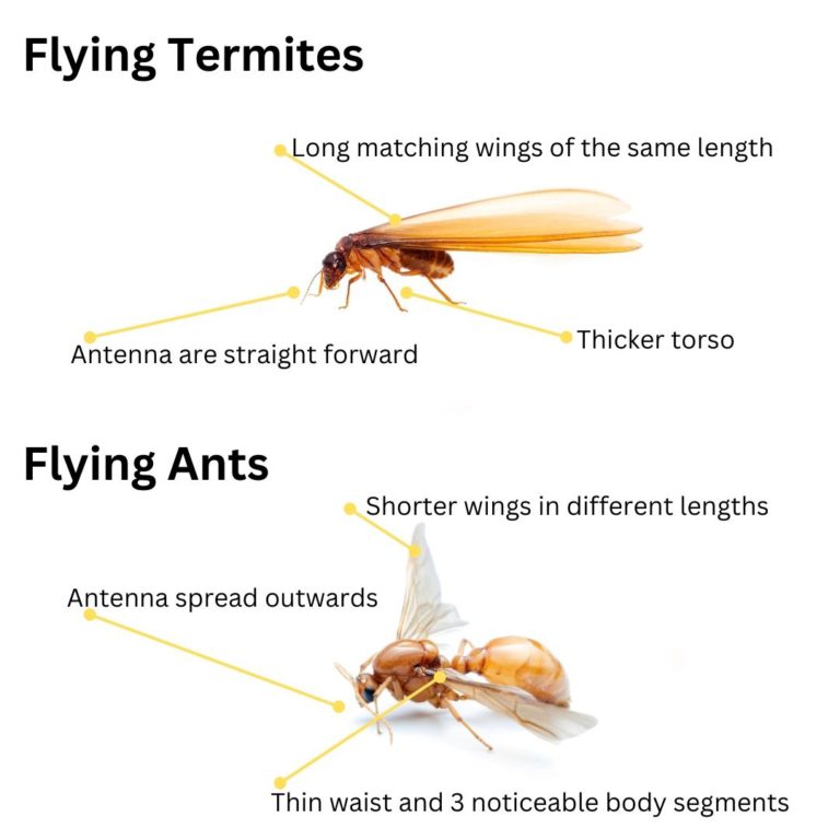 Flying Termites: The Importance and How to Handle Them