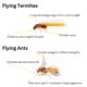 Flying Termites: The Importance and How to Handle Them