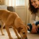 Pet Treats: Fun Hide-and-Seek Games for Your Pets