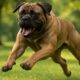 Bigger Dogs and Aggression: Discover the Real Facts