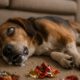 Seizure Management: Home Remedies for Pets That Work