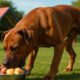 High-Protein Meals Energise Active Dogs’ Health
