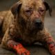 Burn Wound Care for Pets: Essential Tips for Healing Safely