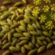 Fennel Seed Recipes for Authentic Italian and Indian Cuisine