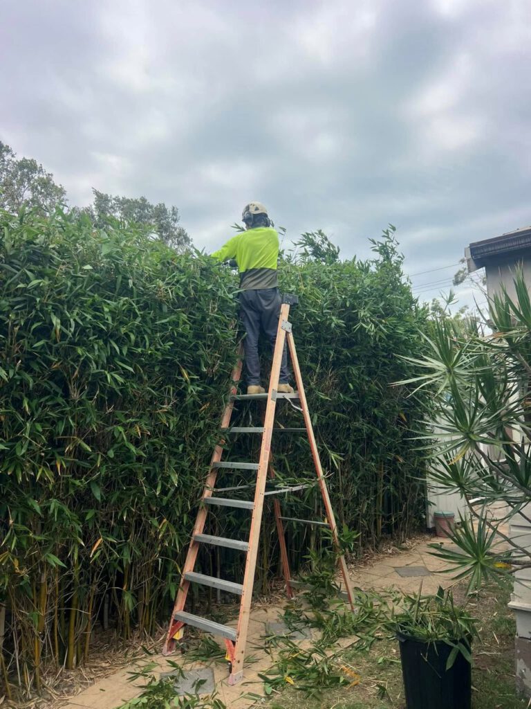 Low-Maintenance Hedging Plants for Newcastle Gardens