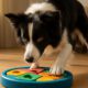 Mental Stimulation for Border Collies: Essential Tips and Tricks