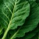 Collard Greens Recipe: A Healthy Slow-Cooked Dinner Delight