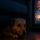 Firework Phobia Solutions for Pets: Comfort Tips That Work