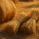Cooking with Hay and Straw: Creative Fresh Recipes