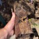 Clay Soil’s Threat to Caboolture Pipes Uncovered
