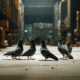 Pigeon Control Services: Effective Bird Shooting Solutions in Sydney