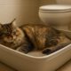 Litter Box Training Tips for Happy, Healthy Cats