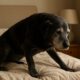 Arthritis Relief for Dogs: Top Home Remedies & Care Tips