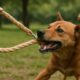 Hemp Leashes for Dogs: Durable and Strong Options