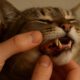 Teeth Brushing Kits for Cats: Essential Oral Care Tips