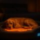 Temperature-Controlled Beds: Ultimate Comfort for Your Pets