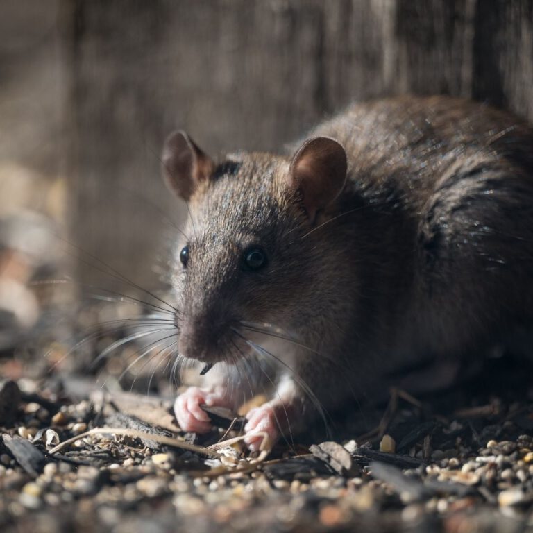 Rodent-Proof Your Home: Best Tips to Deter Rats
