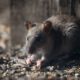 Rodent-Proof Your Home: Best Tips to Deter Rats