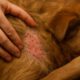 Flea Control for Pets: Tips to Prevent Seasonal Surges