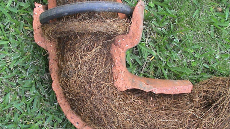 Tree Roots in Drains: A Persistent Issue in Sutherland Shire